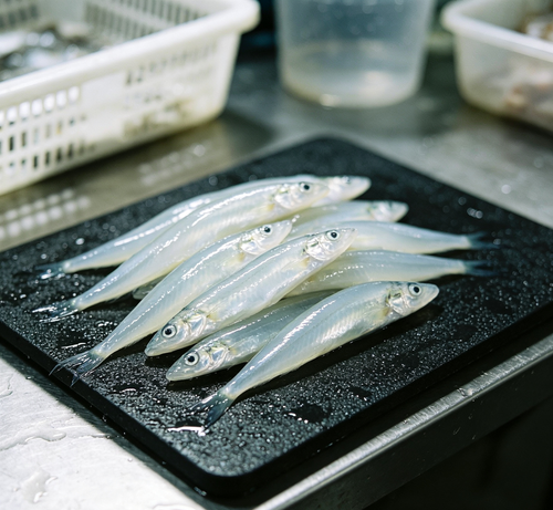 Icefish